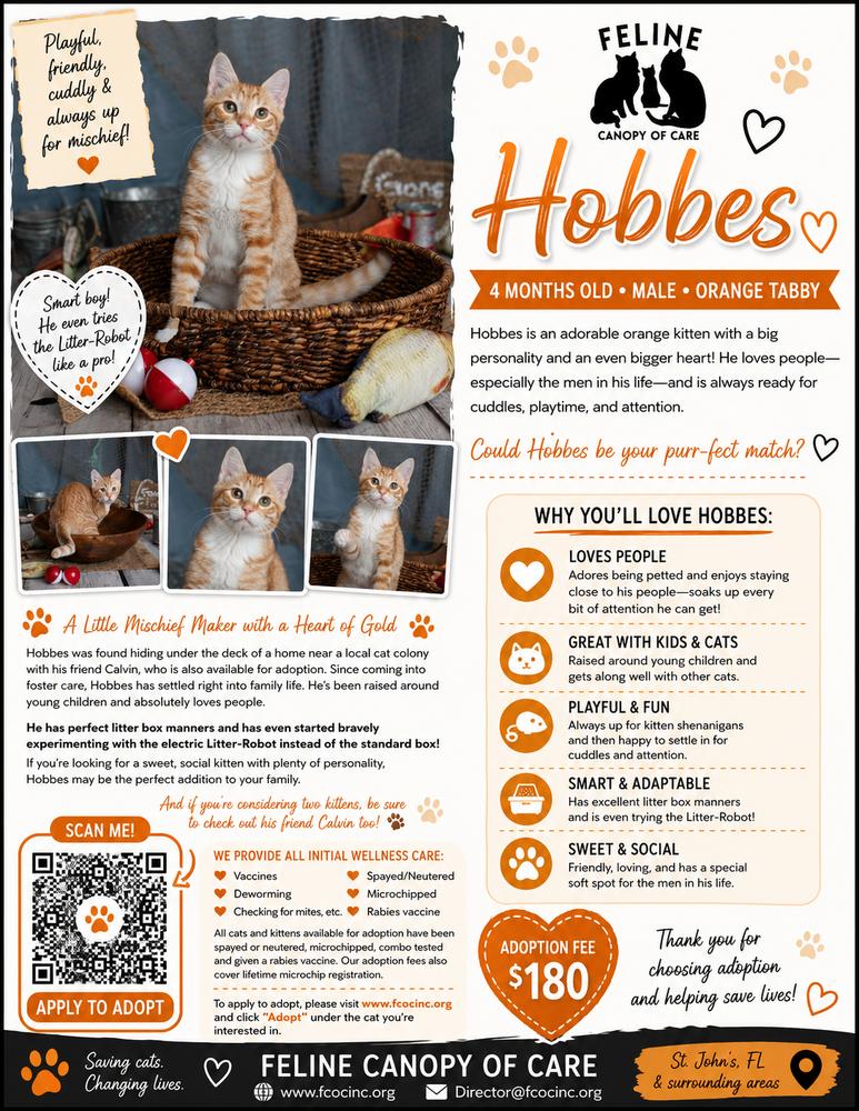 Hobbs, Adoptable, Kitten Male Domestic Short Hair.
