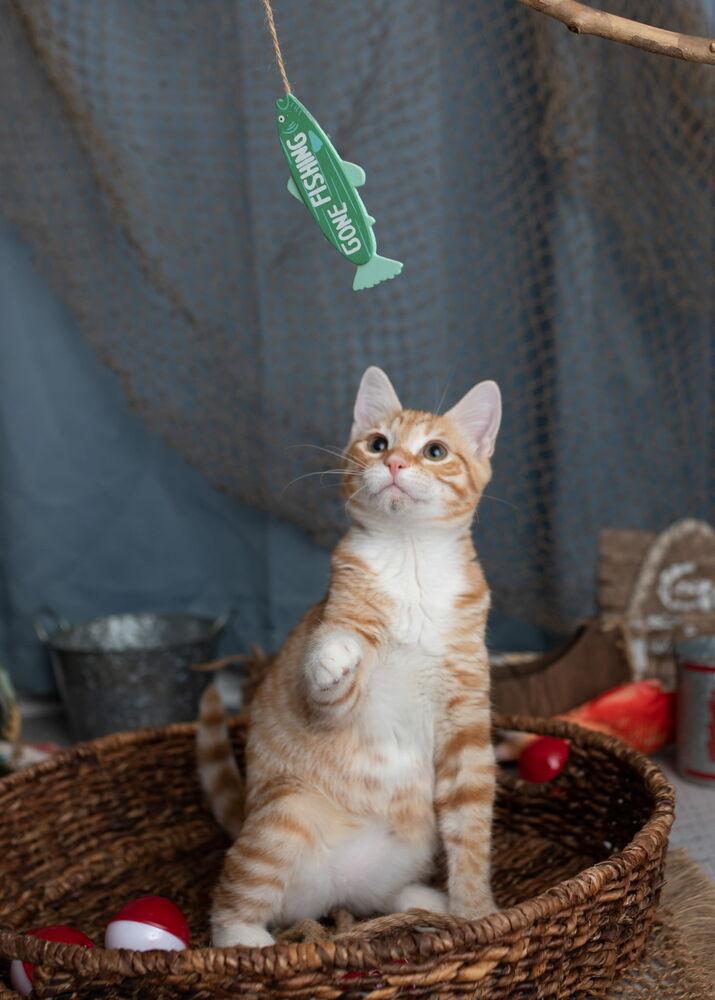 Hobbs, Adoptable, Kitten Male Domestic Short Hair.