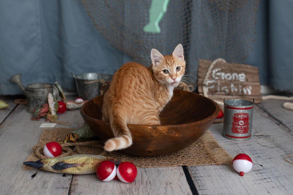 Hobbs, a Adoptable Domestic Short Hair in Saint Augustine, FL image 2/6