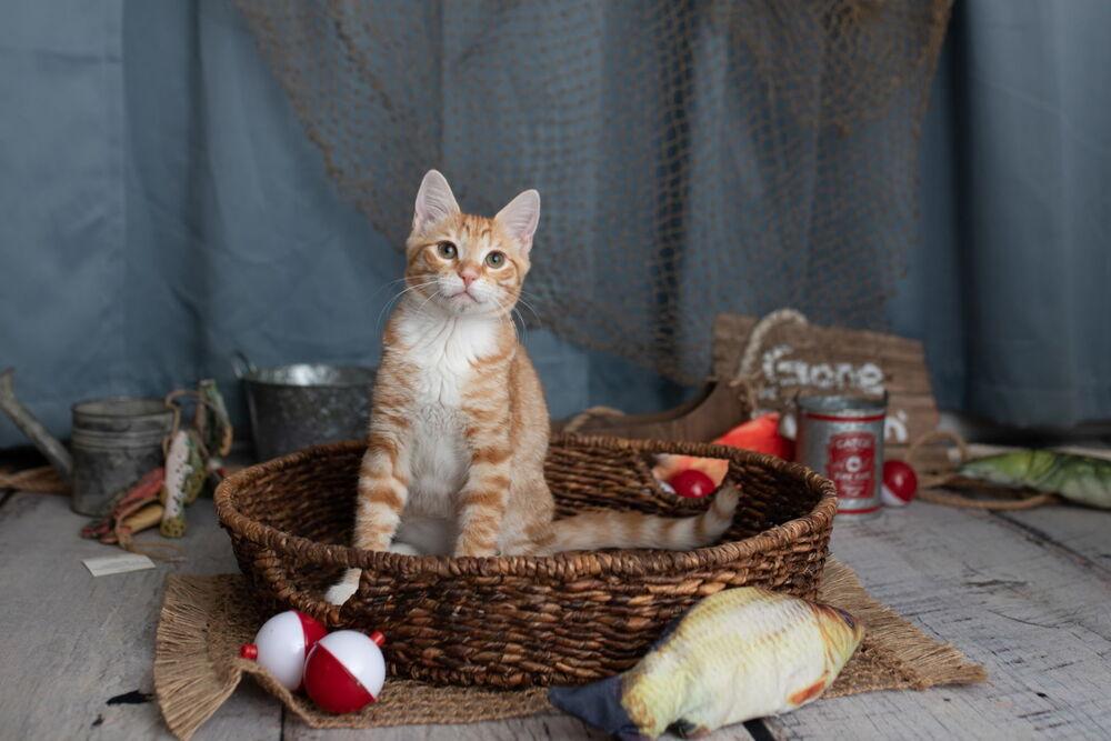 Hobbs, a Adoptable Domestic Short Hair in Saint Augustine, FL image 3/6