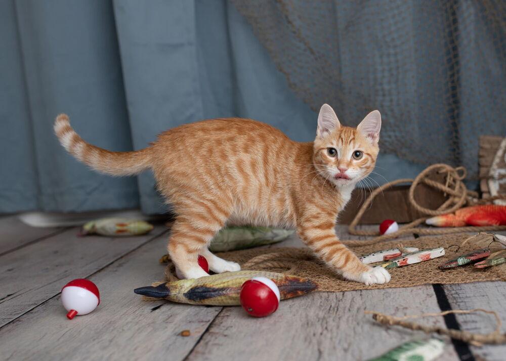 Hobbs, a Adoptable Domestic Short Hair in Saint Augustine, FL image 4/6