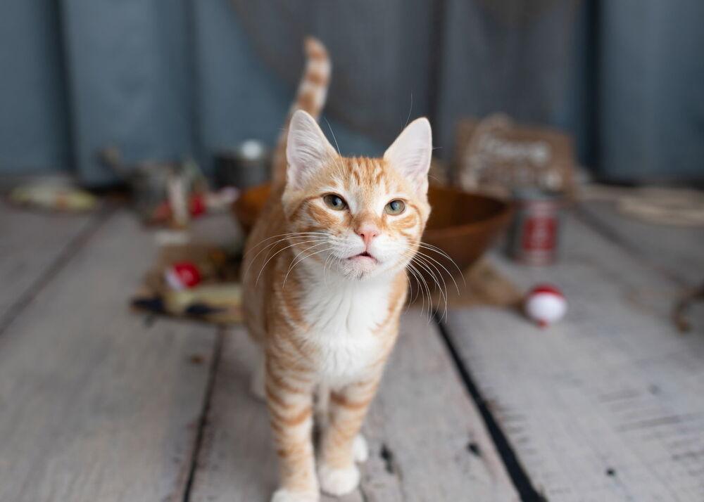 Hobbs, a Adoptable Domestic Short Hair in Saint Augustine, FL image 5/6