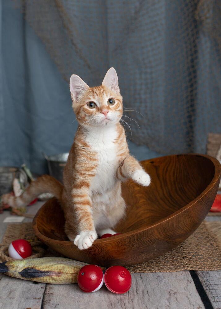 Hobbs, a Adoptable Domestic Short Hair in Saint Augustine, FL image 6/6