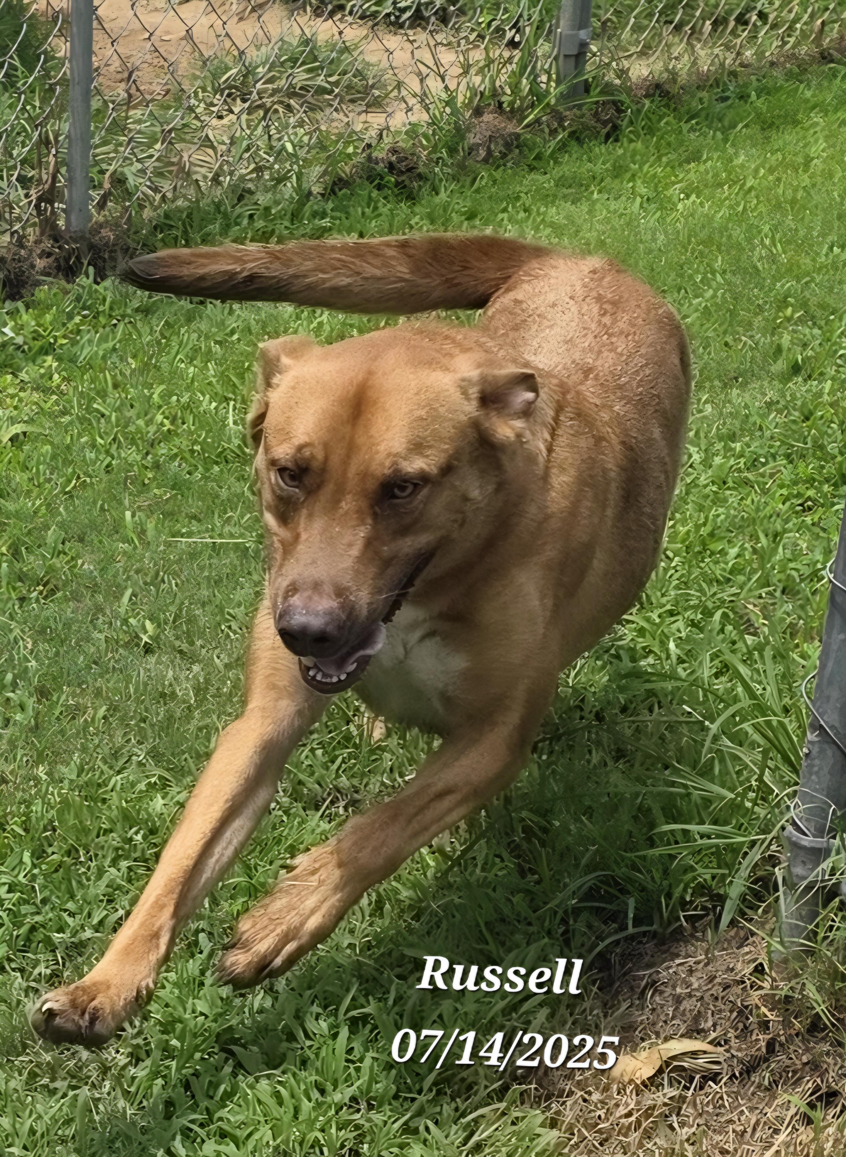 Russell, a Adoptable mixed breed in Warren, RI image 1/6