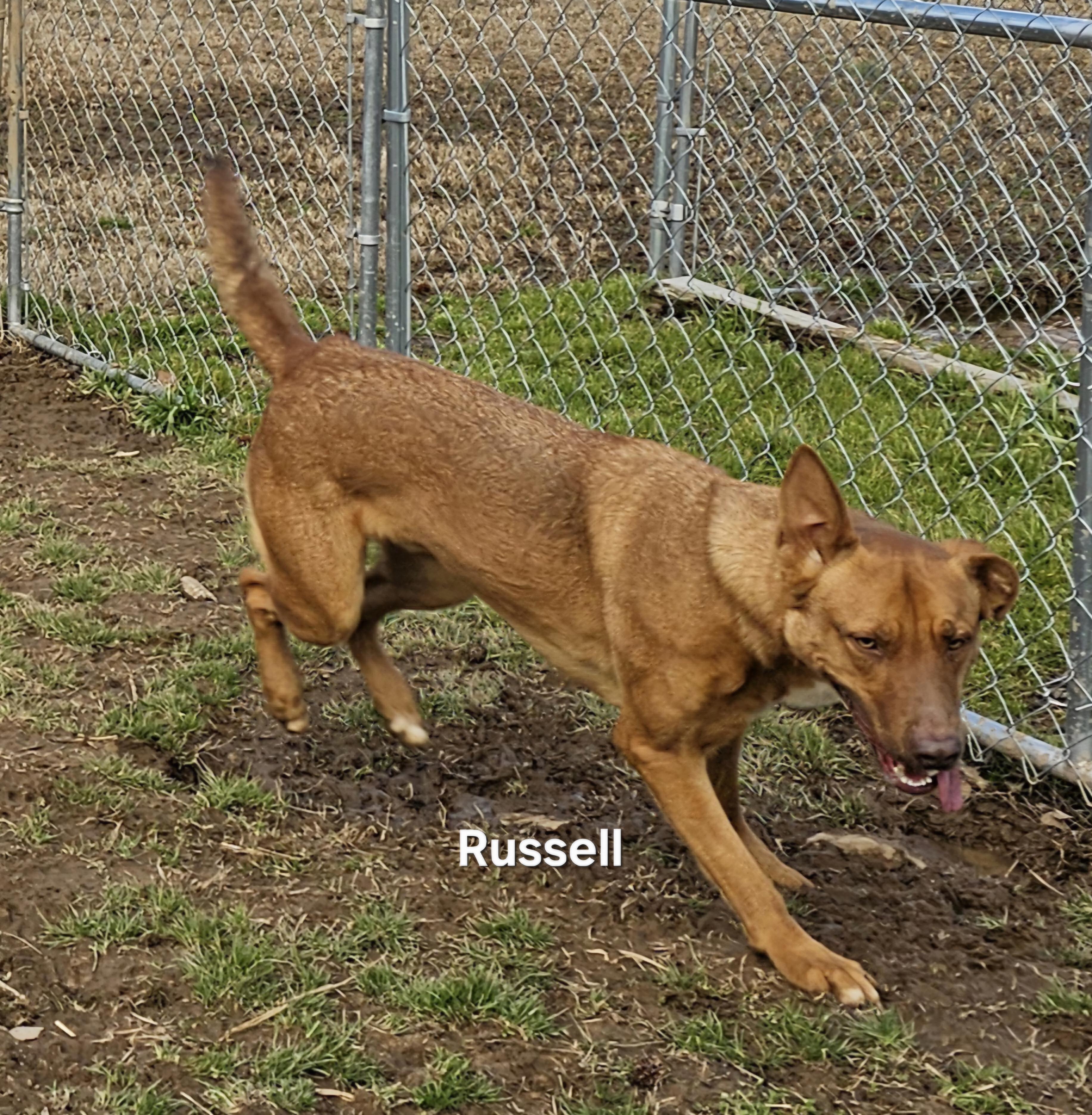 Russell photo 5