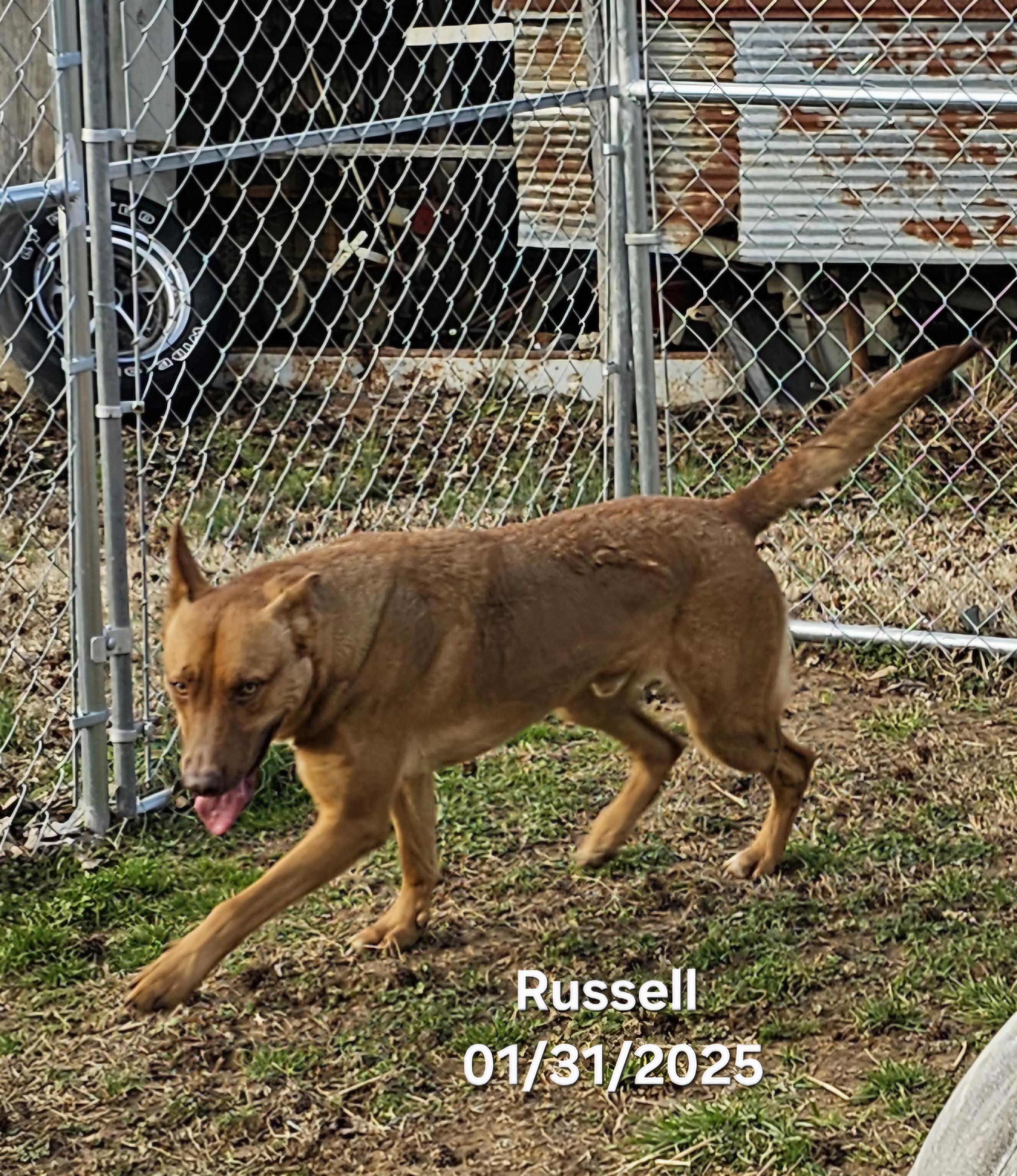 Russell photo 4