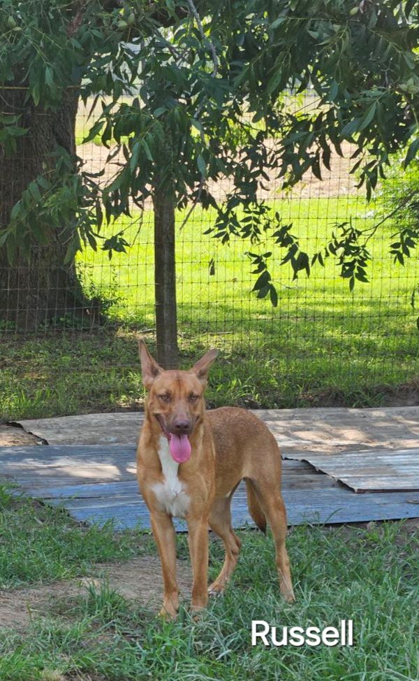 Russell, a Adoptable mixed breed in Warren, RI image 4/6