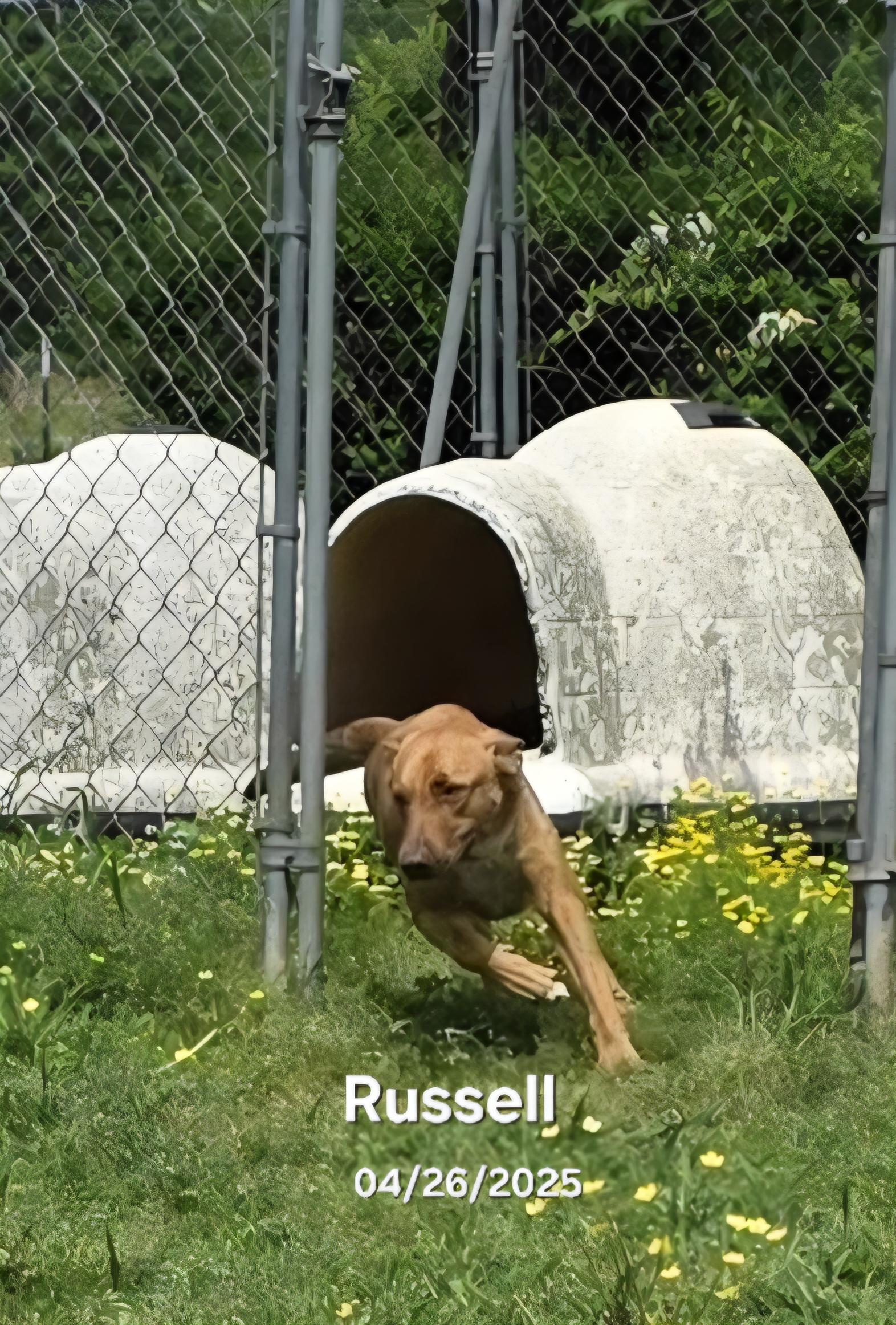 Russell, a Adoptable mixed breed in Warren, RI image 3/6