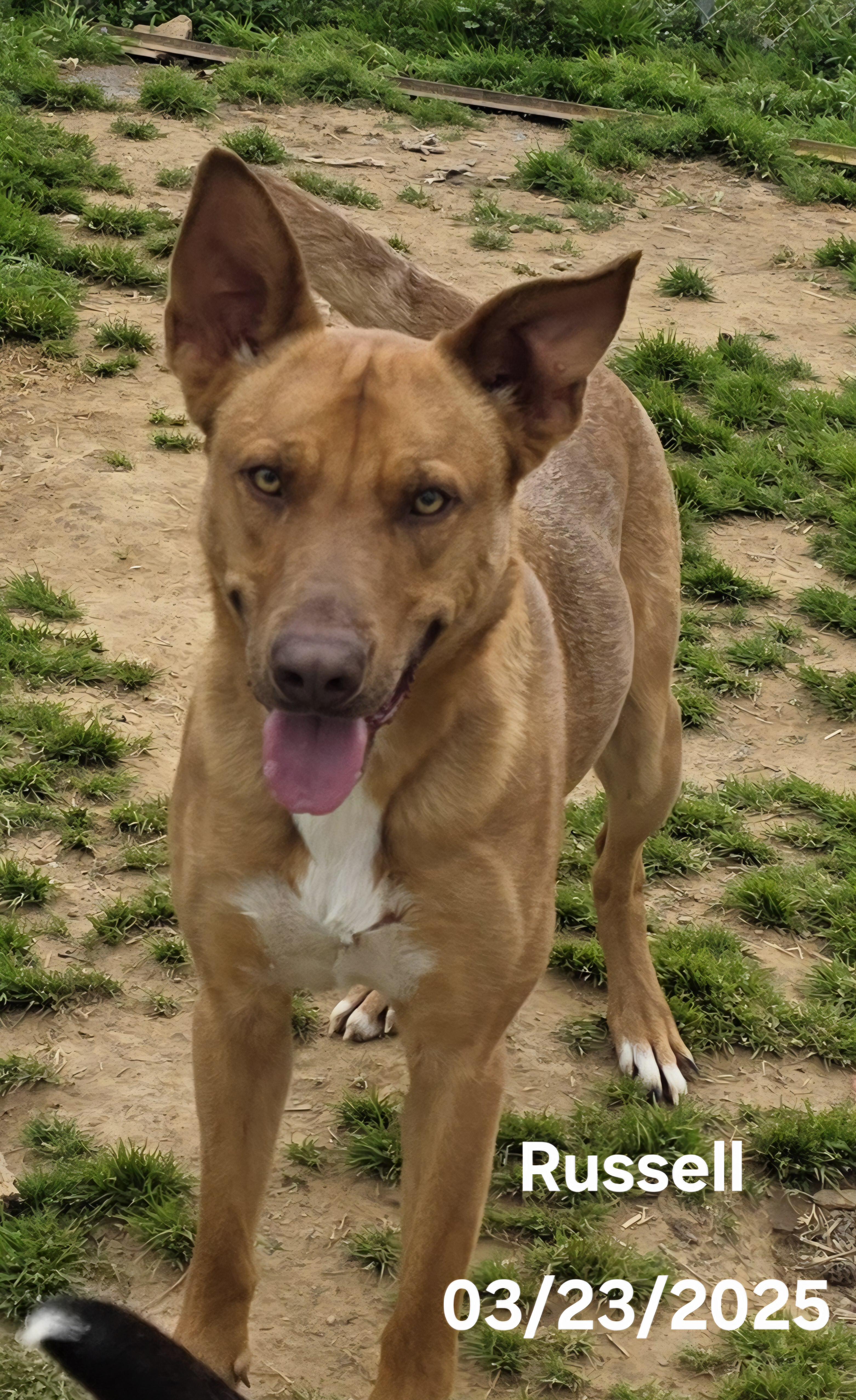 Russell, Young Male Belgian Shepherd / Malinois