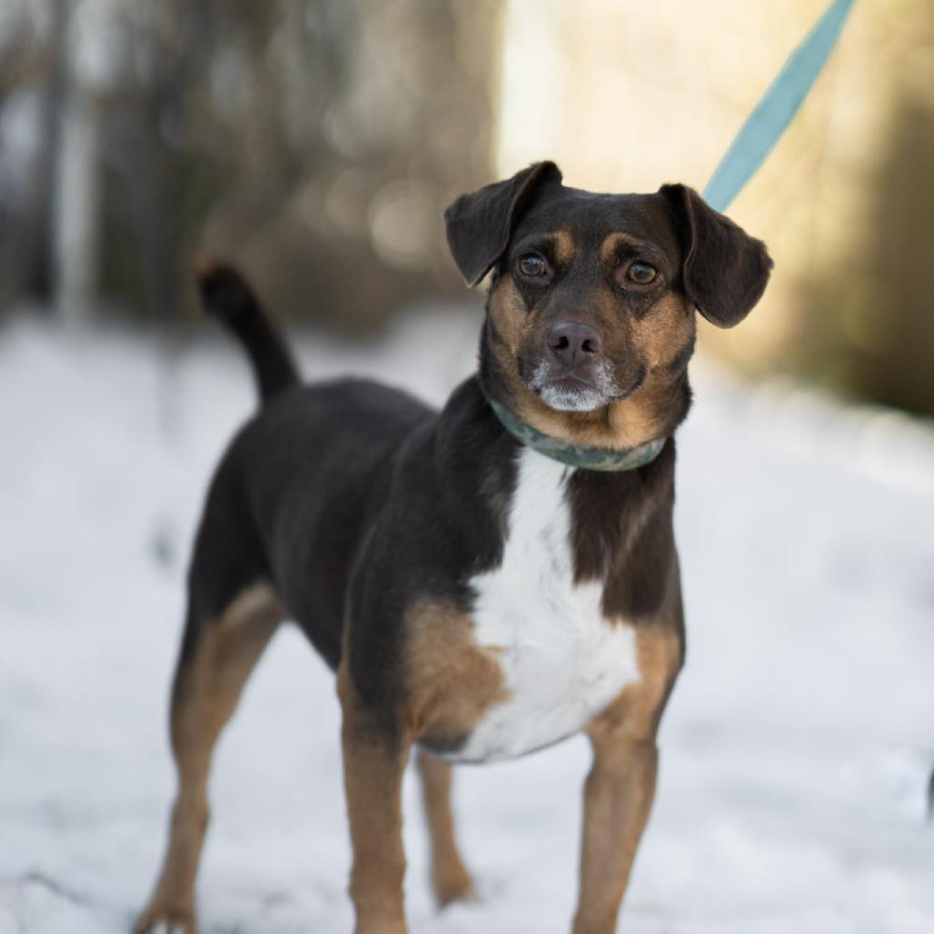 Rosco — thumbnail 2