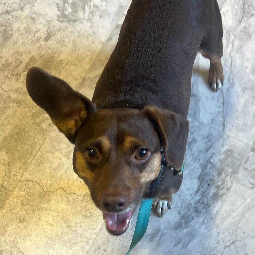 Rosco — thumbnail 3