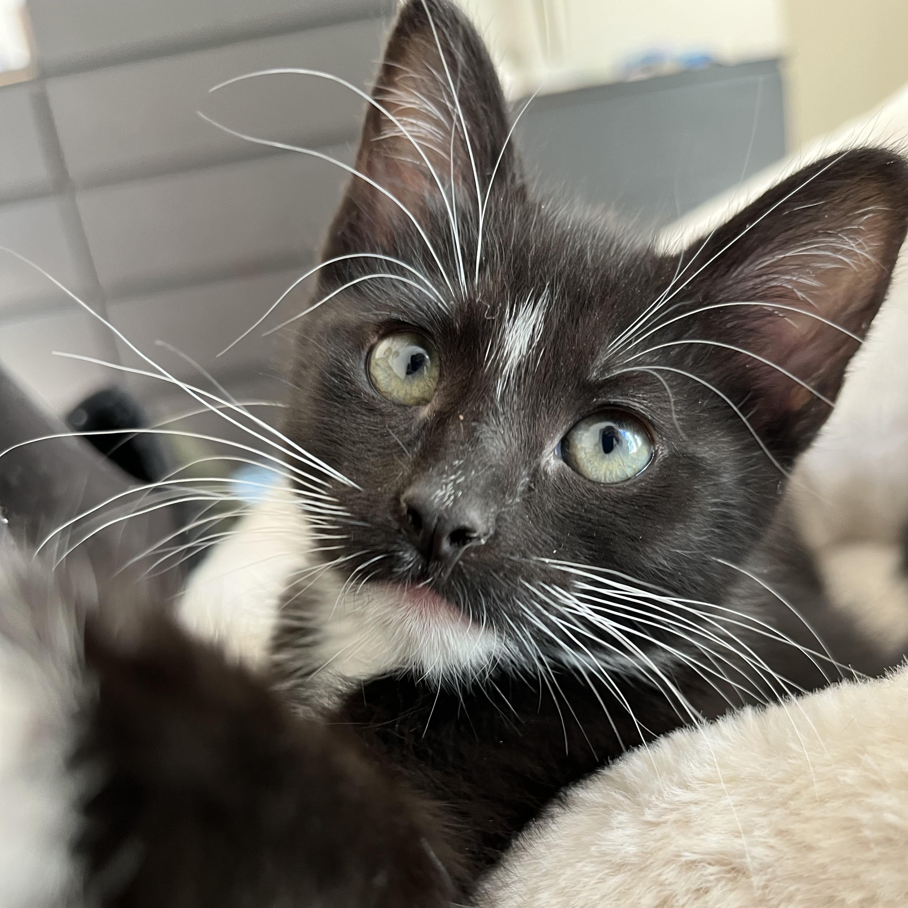 Enlarge Nova (so sweet and loving), a Adoptable mixed breed in Cullman, AL image 4/4