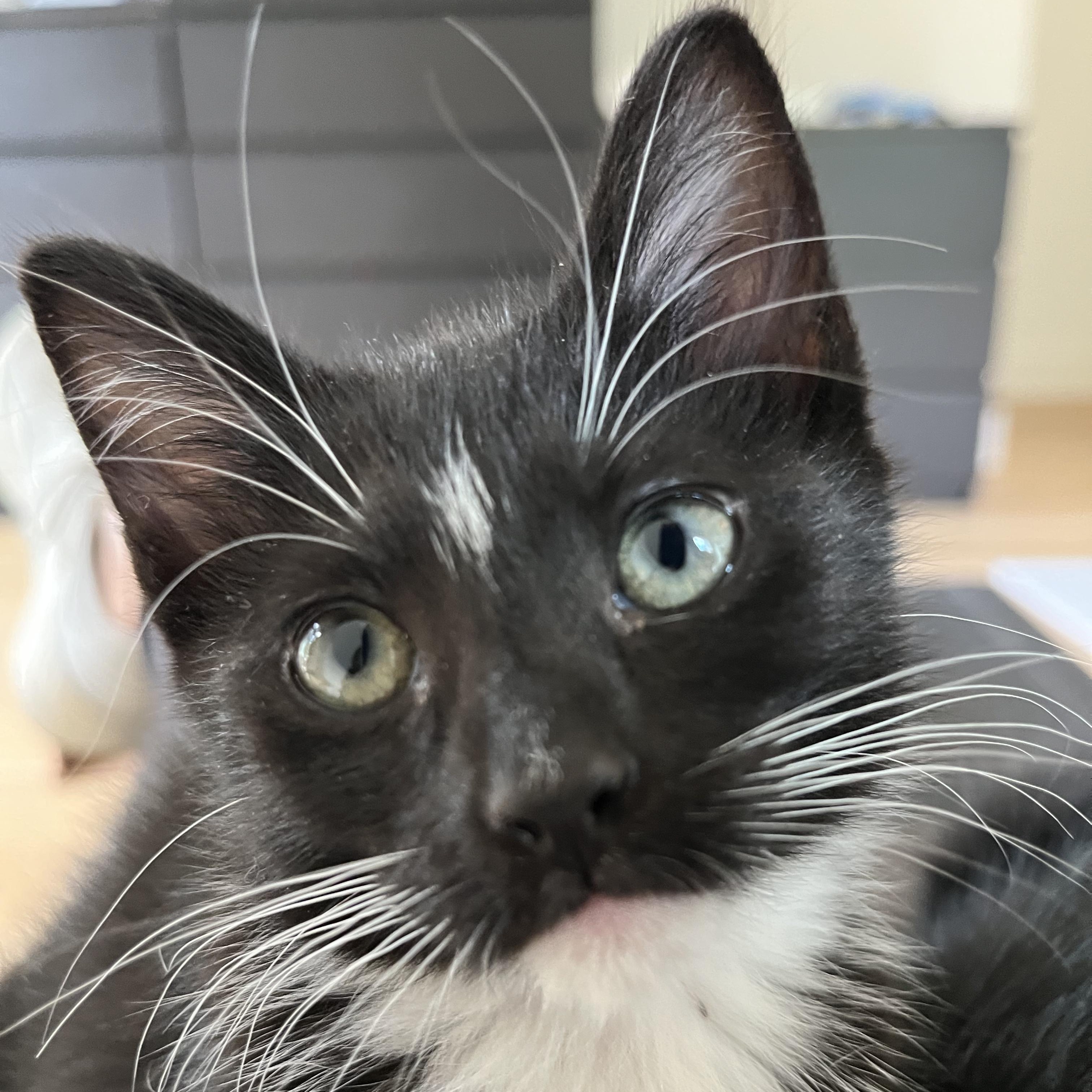 Enlarge Nova (so sweet and loving), a Adoptable mixed breed in Cullman, AL image 2/4