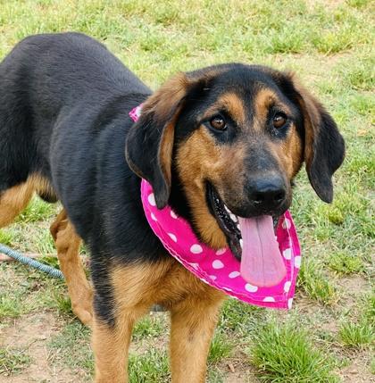 Enlarge Chikita $85, a Adoptable mixed breed in Seneca, SC image 1/3