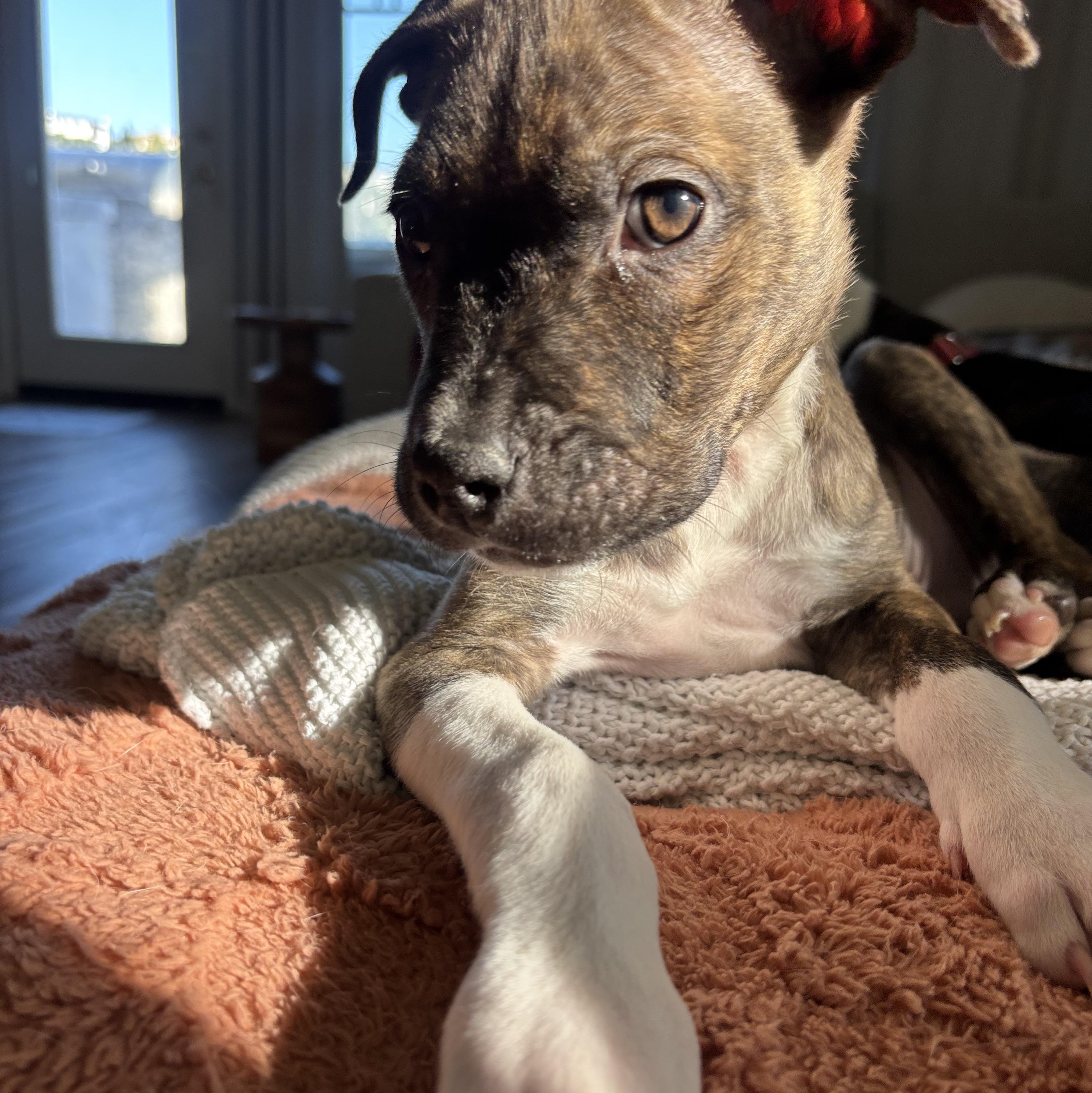 Enlarge Shepherd , a Adoptable mixed breed in Carlsbad, CA image 5/6