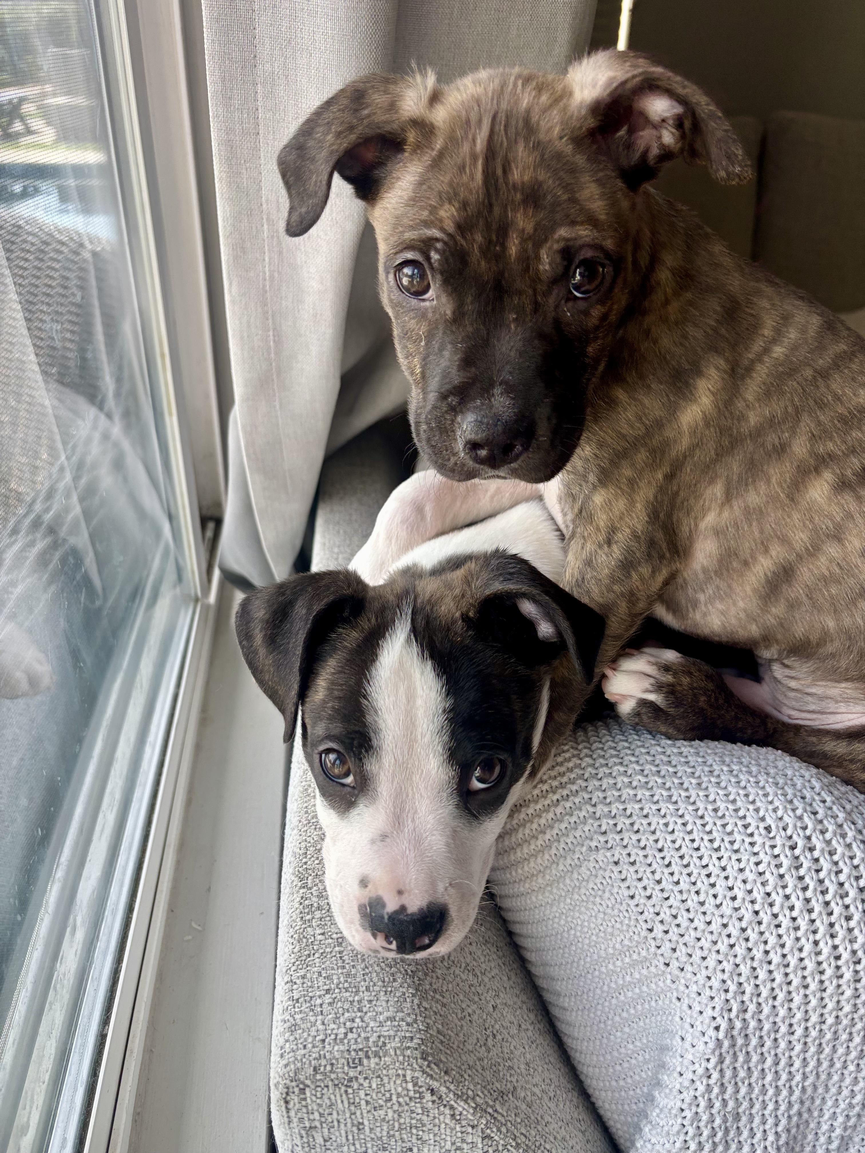 Shepherd , Adoptable, Puppy Male Pit Bull Terrier & Boxer.