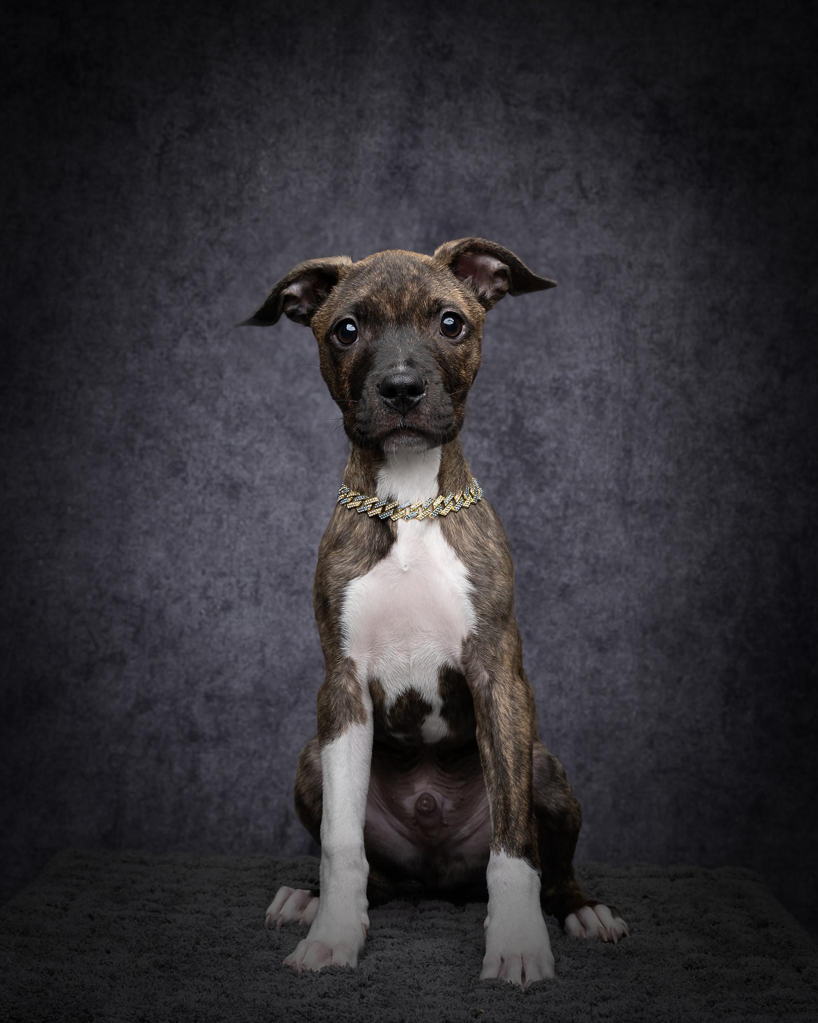 Enlarge Shepherd , a Adoptable mixed breed in Carlsbad, CA image 4/6