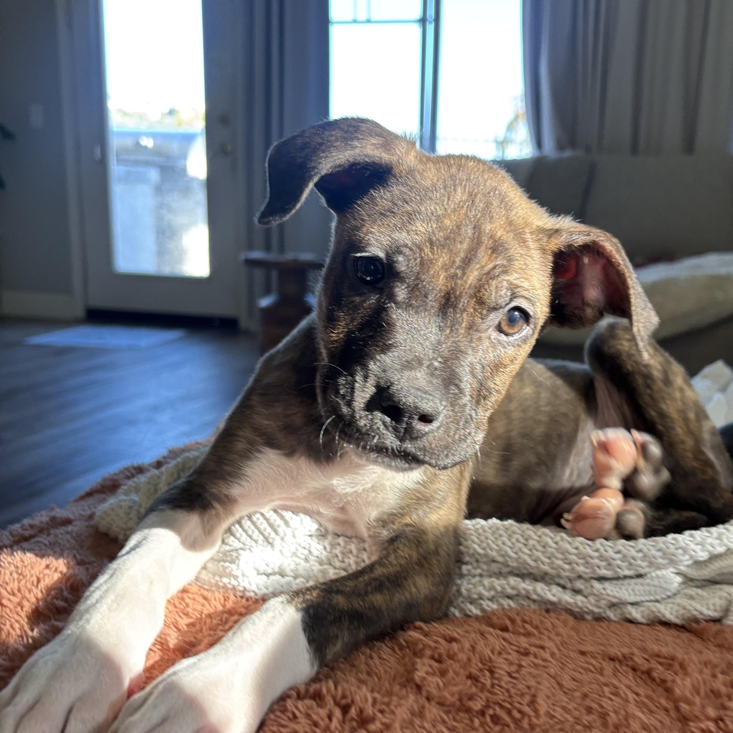 Enlarge Shepherd , a Adoptable mixed breed in Carlsbad, CA image 3/6