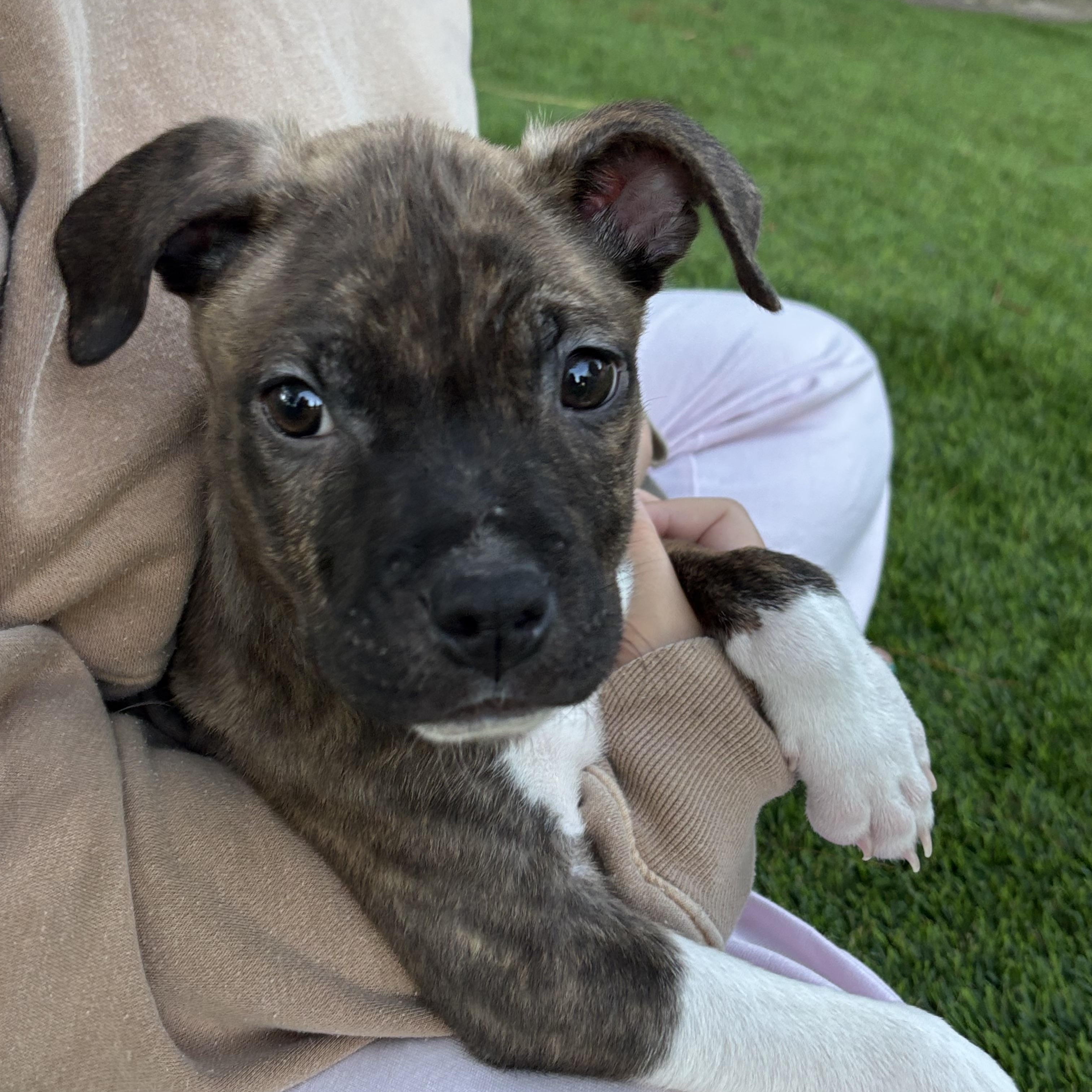 Enlarge Shepherd , a Adoptable mixed breed in Carlsbad, CA image 4/6