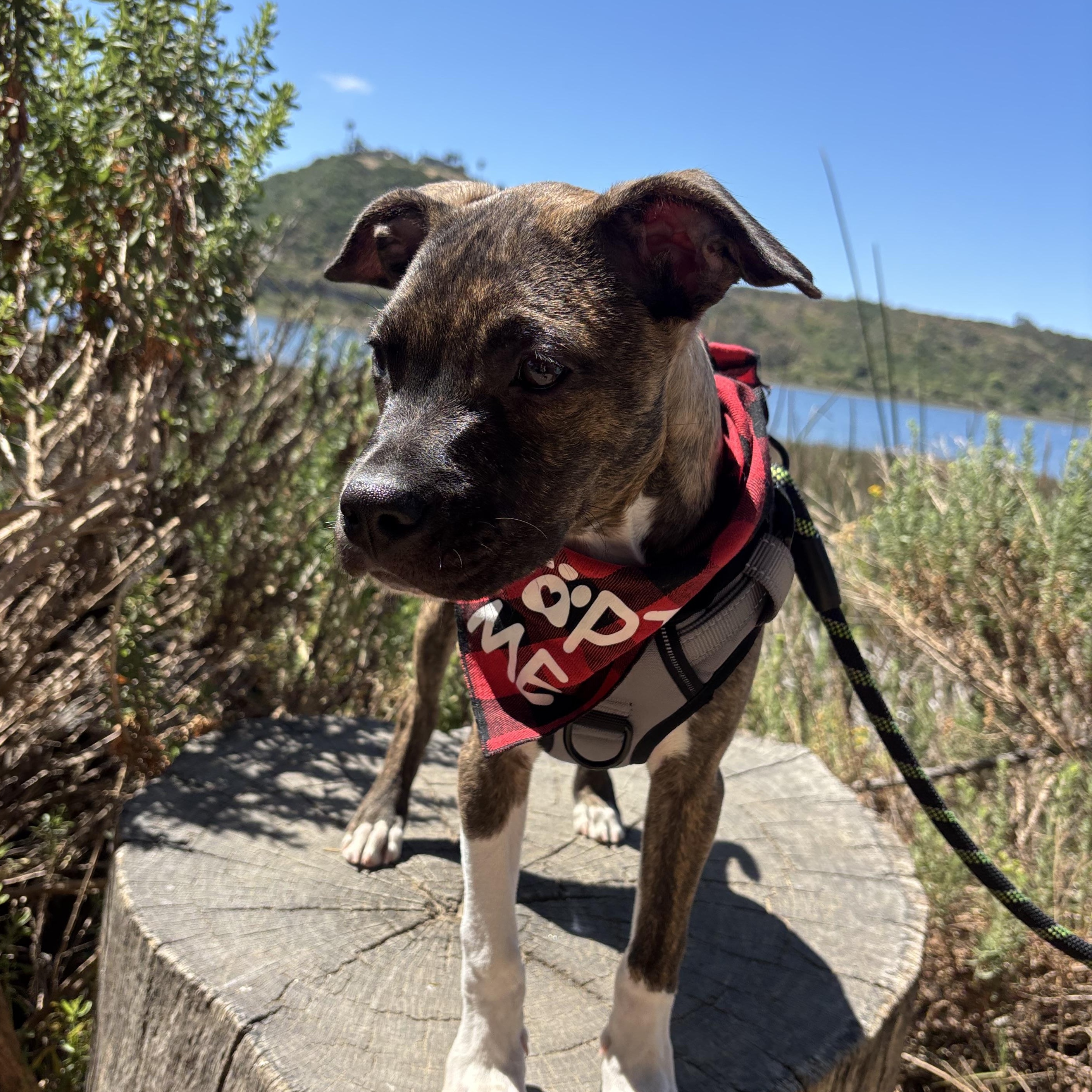 Shepherd , Adoptable, Puppy Male Boxer & American Staffordshire Terrier.