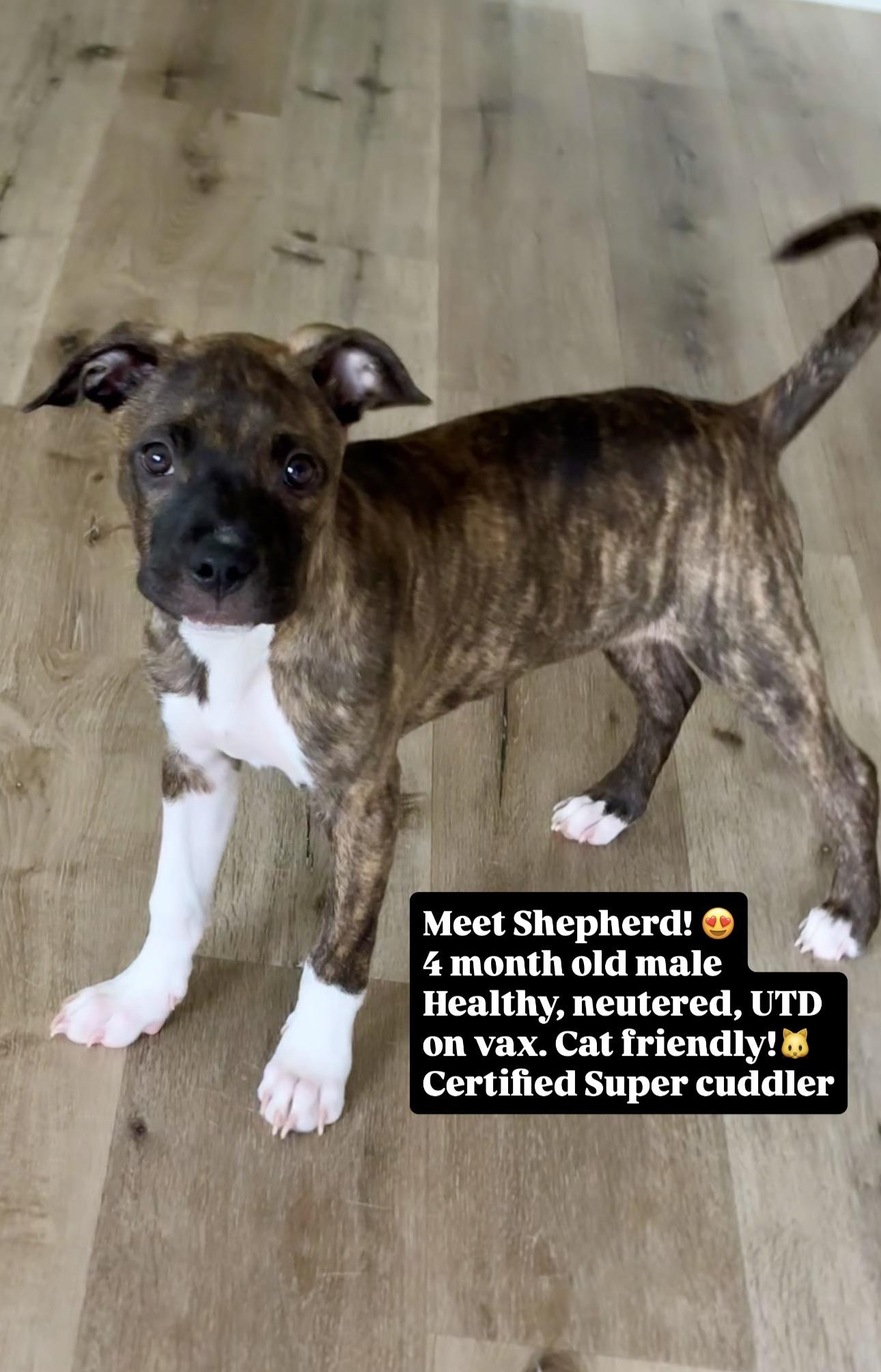 Enlarge Shepherd , a Adoptable mixed breed in Carlsbad, CA image 2/6