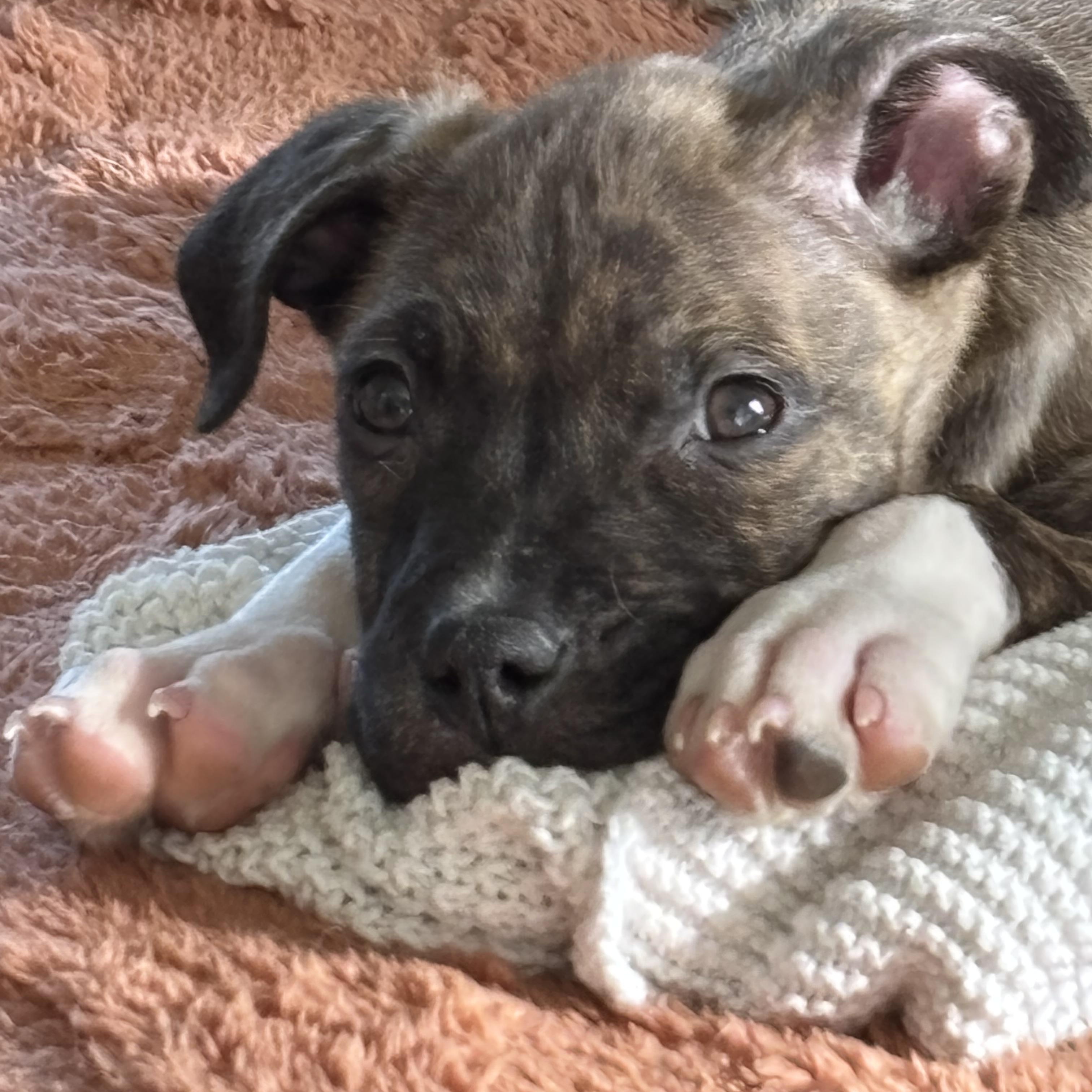 Enlarge Shepherd , a Adoptable mixed breed in Carlsbad, CA image 2/6