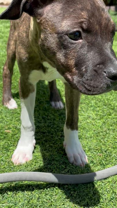 Enlarge Shepherd , a Adoptable mixed breed in Carlsbad, CA video 3/6