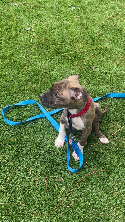 Enlarge Shepherd , a Adoptable mixed breed in Carlsbad, CA video 6/6
