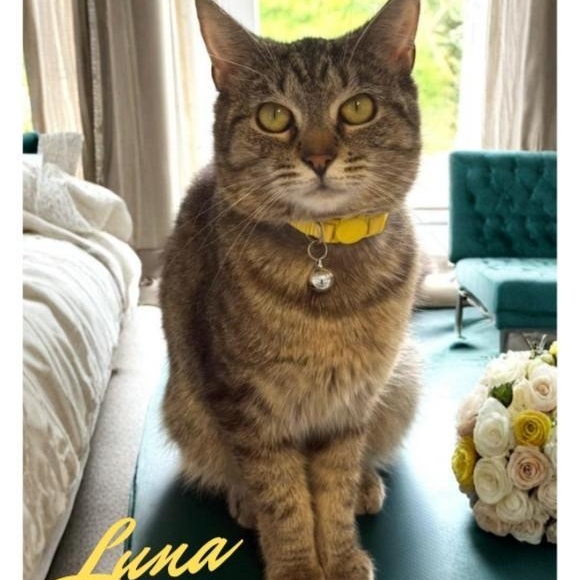 Luna, ADOPTABLE, Young Female Domestic Short Hair.