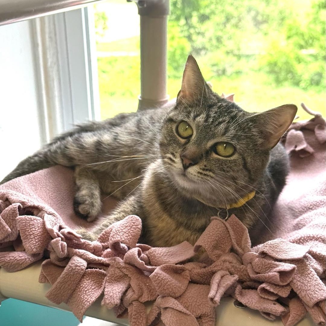 Enlarge Luna, a ADOPTABLE Domestic Short Hair in Greensburg, PA image 4/4