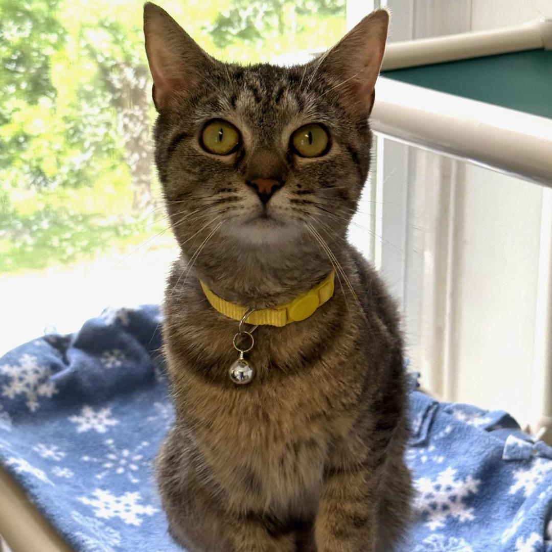 Enlarge Luna, a ADOPTABLE Domestic Short Hair in Greensburg, PA image 3/4