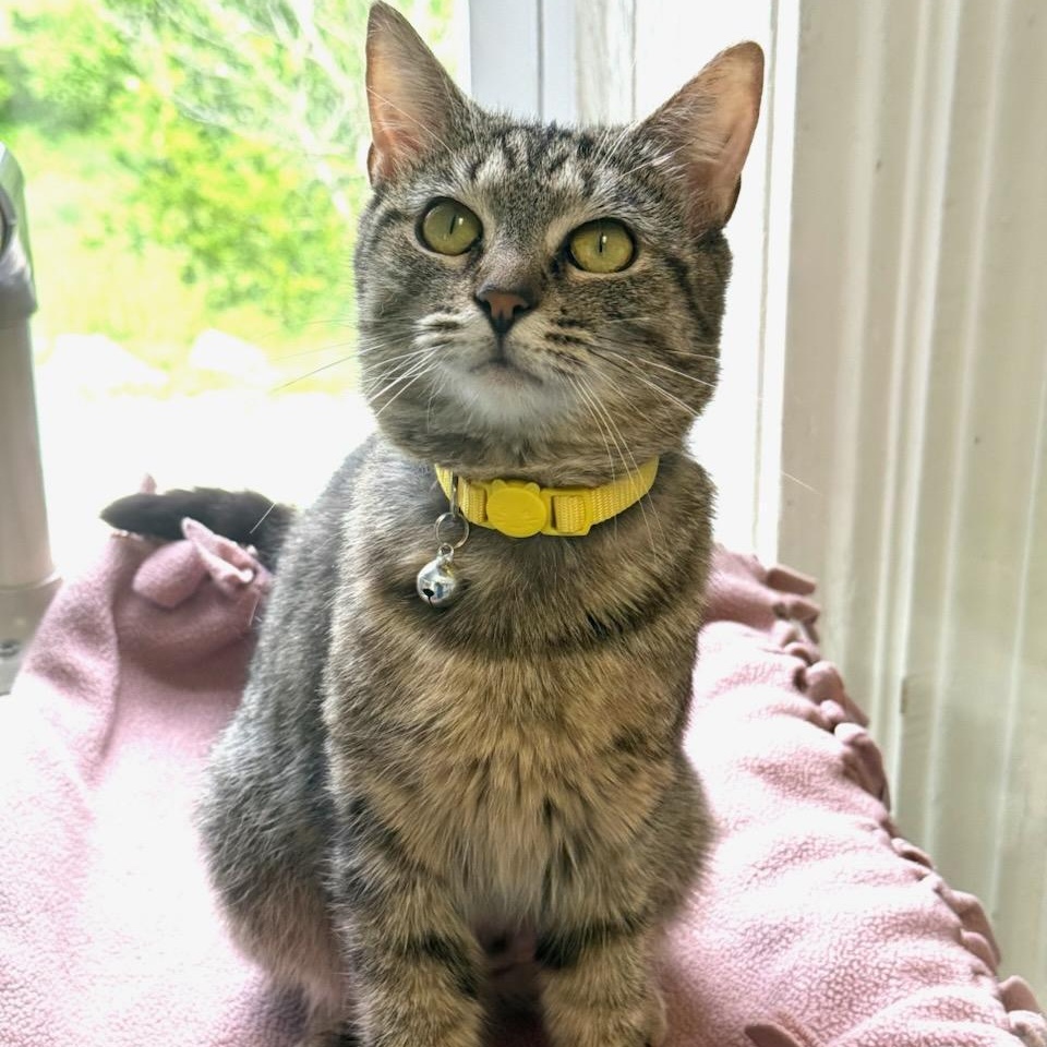 Enlarge Luna, a ADOPTABLE Domestic Short Hair in Greensburg, PA image 2/4