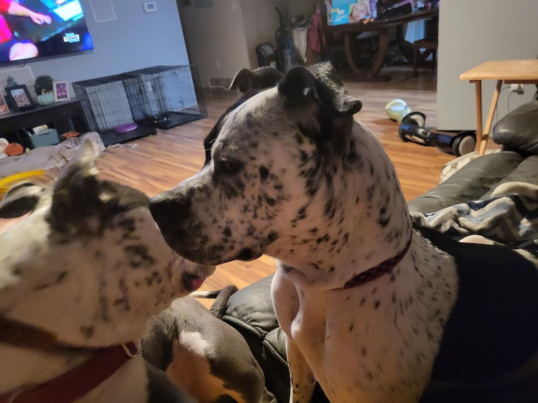 Kristie, Adoptable, Young Female Staffordshire Bull Terrier.