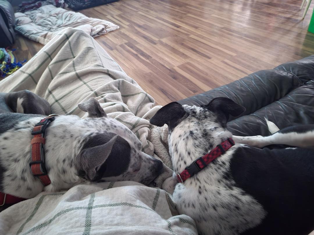 Enlarge Kristie, a Adoptable mixed breed in Jefferson, IA image 2/3