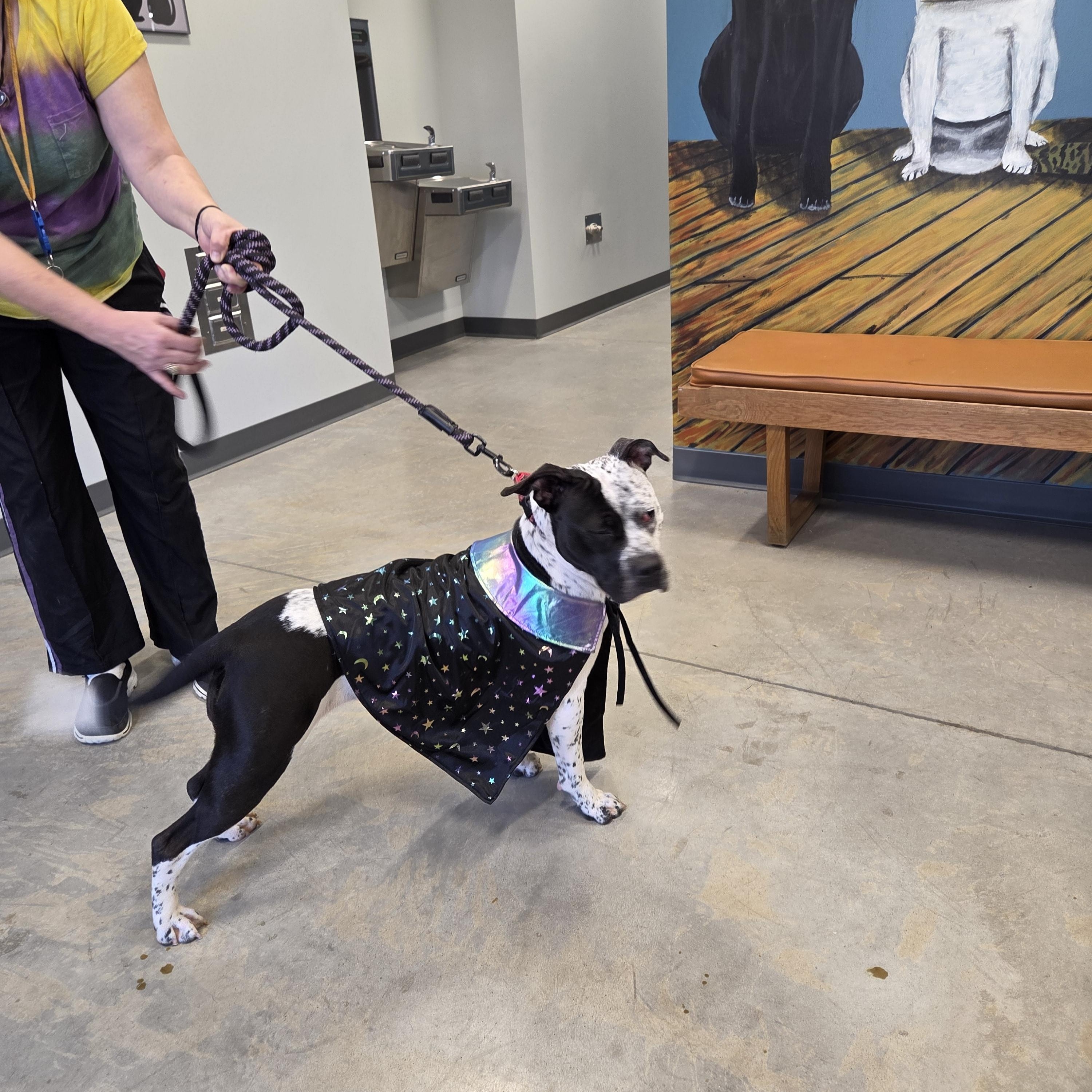 Enlarge Kristie, a Adoptable mixed breed in Jefferson, IA image 3/3