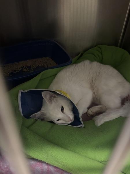 Yeti (mcas), Adoptable, Adult Male Domestic Short Hair.