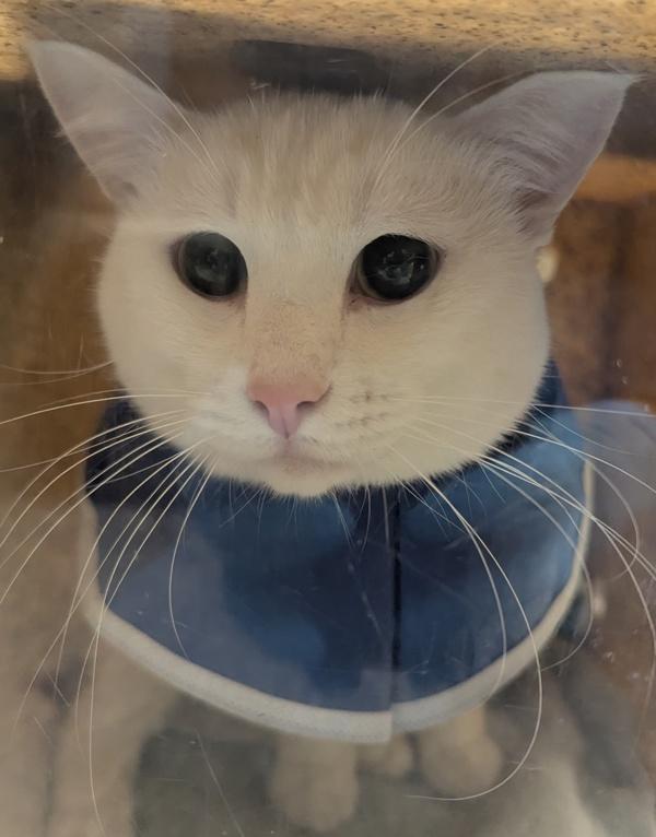 Enlarge Yeti (mcas), a Adoptable mixed breed in Troutdale, OR image 2/2