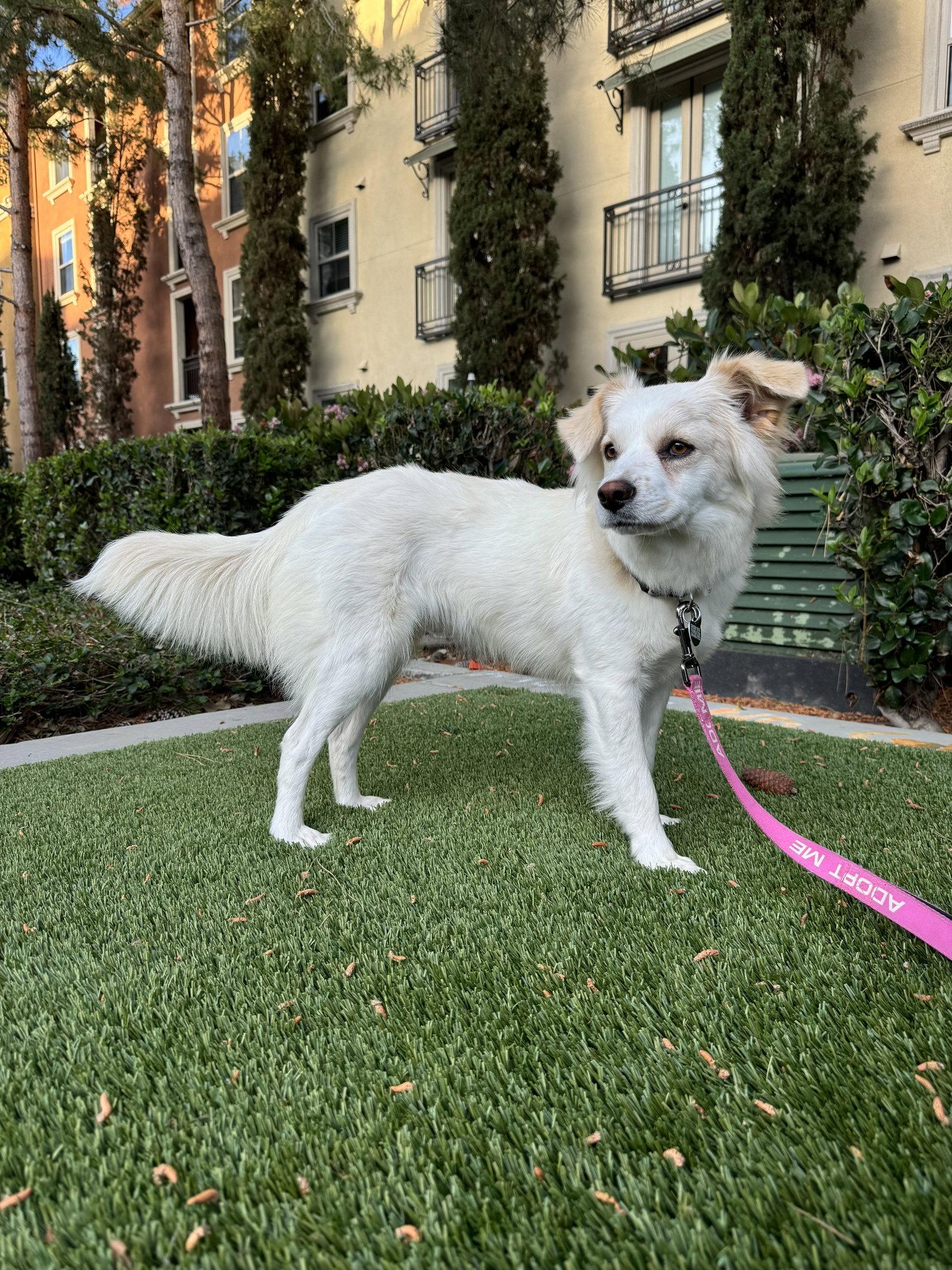LaDonna, Adoptable, Young Female Eskimo Dog & Spaniel.