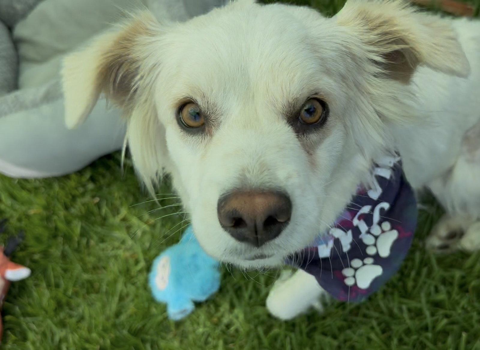 Enlarge LaDonna, a Adoptable mixed breed in Capistrano Beach, CA image 2/3