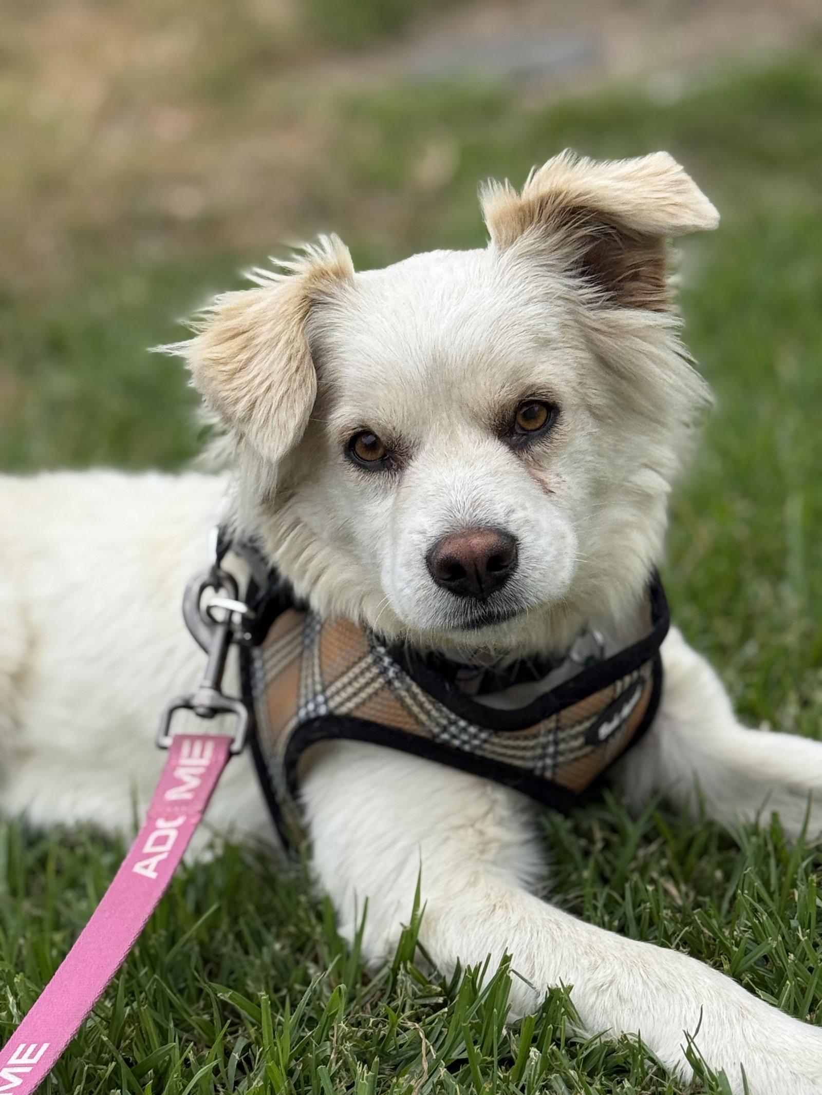 Enlarge LaDonna, a Adoptable mixed breed in Capistrano Beach, CA image 3/3
