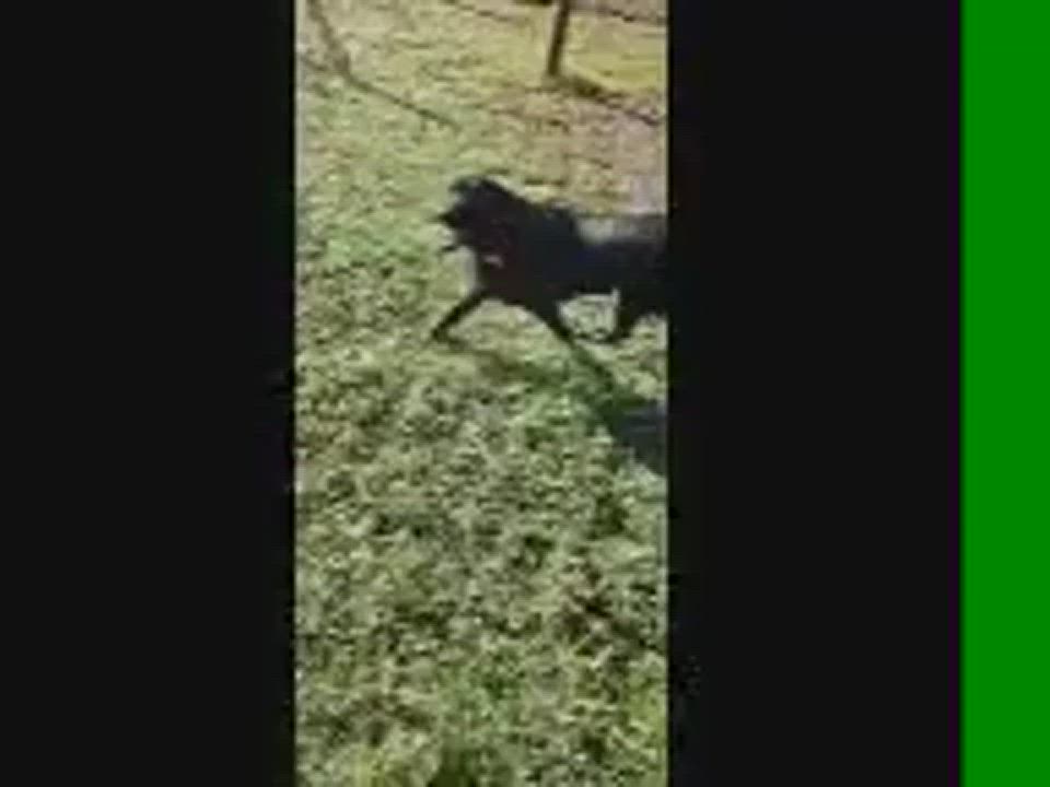 Enlarge Duke, a Adopted Black Labrador Retriever in Clifton, TX video 5/8