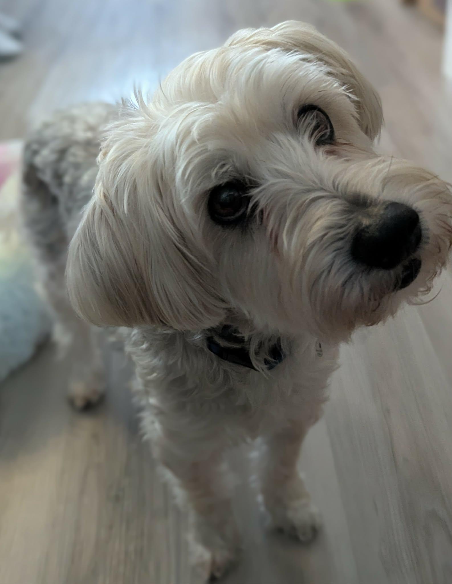 Henry, a Adoptable Yorkie Poo in Rochester, NY image 4/6