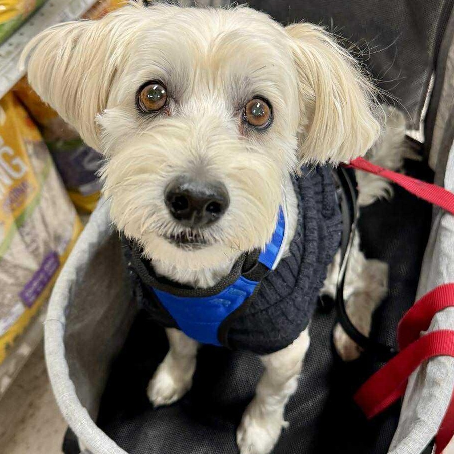 Henry, a Adoptable Yorkie Poo in Penfield, NY image 2/6