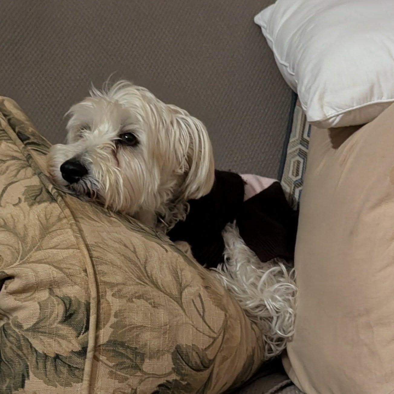 Henry, a Adoptable Yorkie Poo in Rochester, NY image 5/6