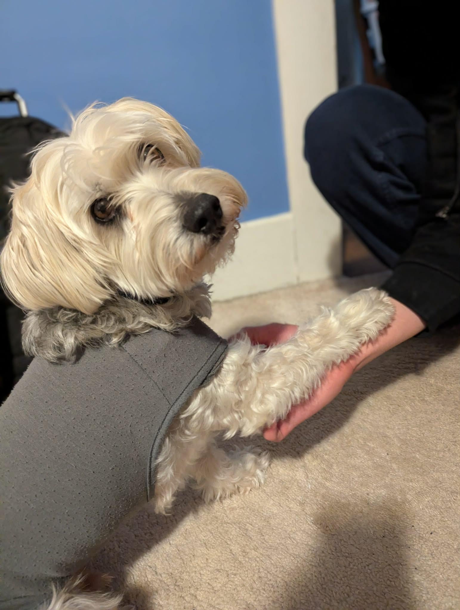 Henry, a Adoptable Yorkie Poo in Rochester, NY image 6/6