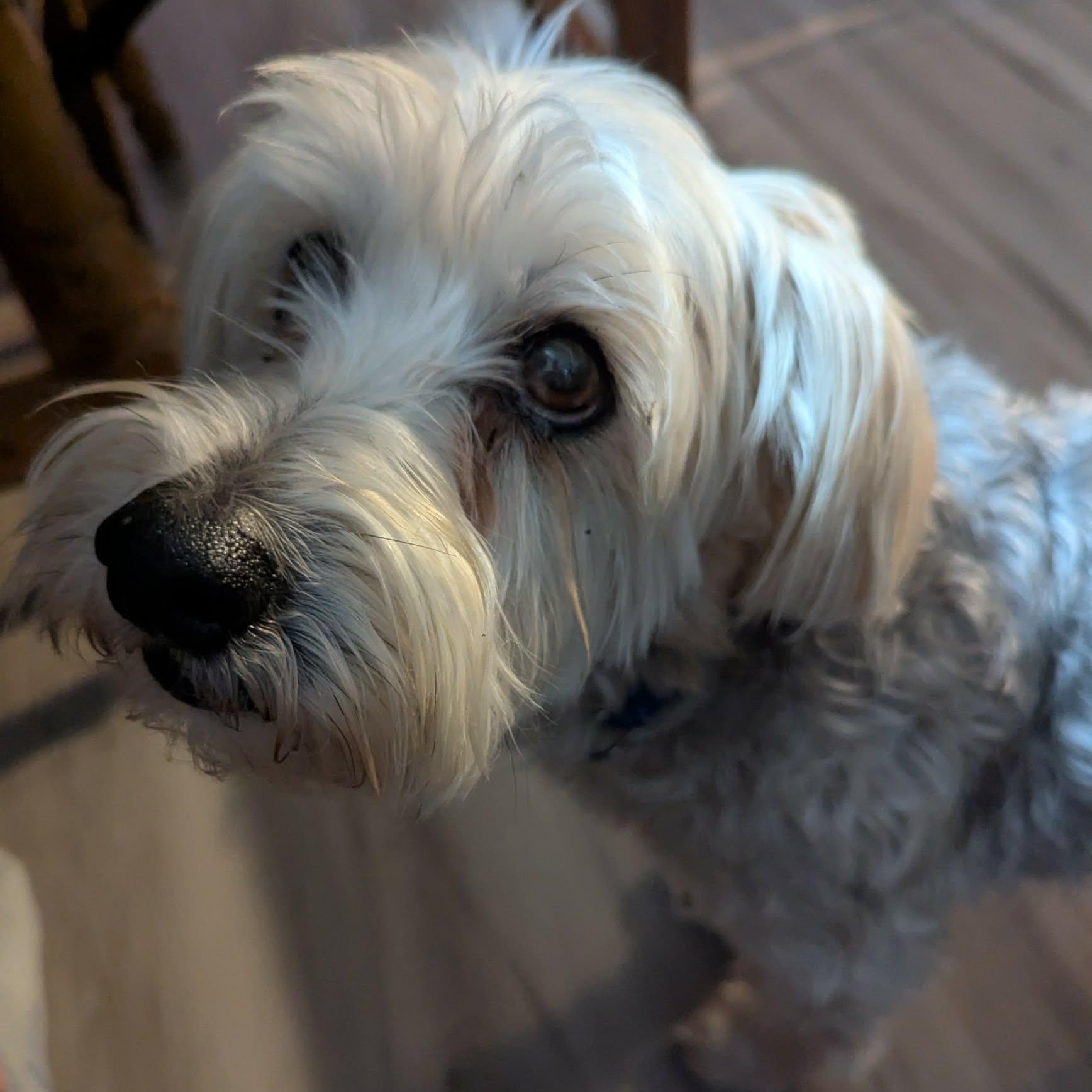 Henry, a Adoptable Yorkie Poo in Rochester, NY image 1/6