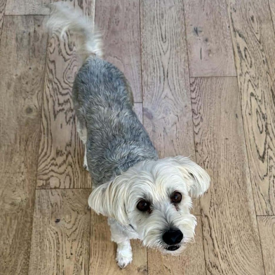 Henry, a Adoptable Yorkie Poo in Penfield, NY image 6/6