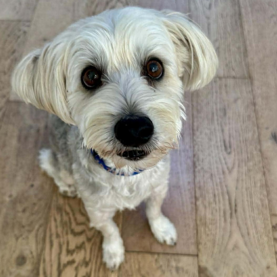 Henry, a Adoptable Yorkie Poo in Penfield, NY image 1/6