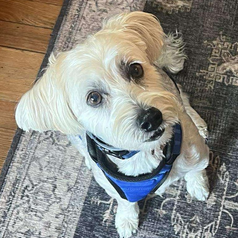 Henry, a Adoptable Yorkie Poo in Penfield, NY image 3/6