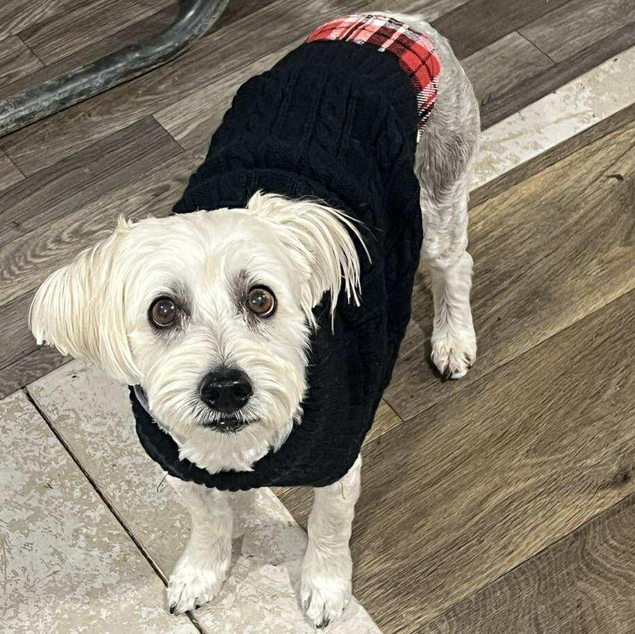 Henry, a Adoptable Yorkie Poo in Penfield, NY image 4/6